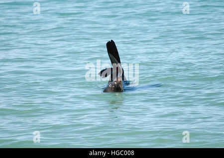 New Zealand Seebär schwimmen, ausruhen und zeigt seine Flossen in den Pazifischen Ozean am Abel Tasman Nationalpark in Neuseeland Stockfoto