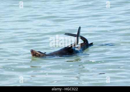 New Zealand Seebär schwimmen, ausruhen und zeigt seine Flossen in den Pazifischen Ozean am Abel Tasman Nationalpark in Neuseeland Stockfoto