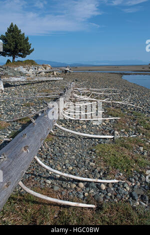 Engländer Flussmündung in Surfside, Parksville, Vancouver Island. Kanada. SCO 11.385. Stockfoto