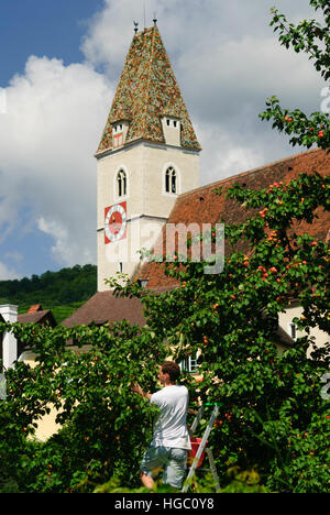 Spitz an der Donau: Mann Kommissionierung Wachauer Marillen in einem Garten vor der Pfarrkirche, Wachau, Niederösterreich, Niederösterreich, Österreich Stockfoto