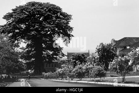 Die imposante und berühmten Cotton Tree, Unabhängigkeit Avenue, Freetown, Sierra Leone, 1962. Stockfoto