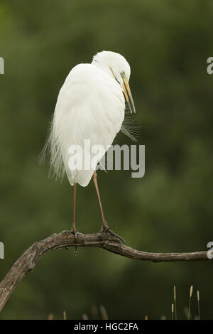 Silberreiher (Egretta Alba) seine weiche Federn putzen Stockfoto