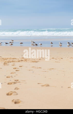 Landschaft-Atlantikküste mit Möwe und surft im bewölkten Tag Stockfoto