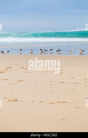 Landschaft-Atlantikküste mit Möwe und surft im bewölkten Tag Stockfoto