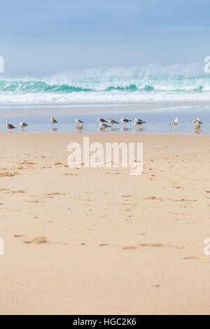 Landschaft-Atlantikküste mit Möwe und surft im bewölkten Tag Stockfoto