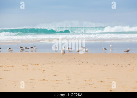 Landschaft-Atlantikküste mit Möwe und surft im bewölkten Tag Stockfoto