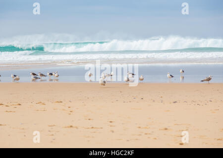 Landschaft-Atlantikküste mit Möwe und surft im bewölkten Tag Stockfoto