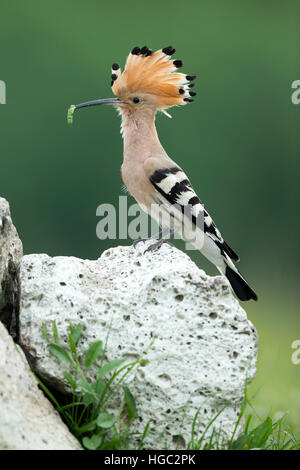 Wiedehopf (Upupa Epops) mit einer Raupe am Standort nest Stockfoto