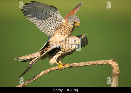 Turmfalken (Falco Tinnunculus) Paarung Stockfoto