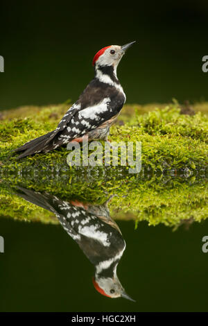 Mittleren gefleckte Specht (Dendrocopos Medius) Reflexion Stockfoto