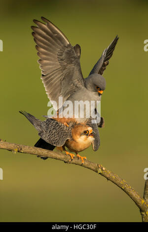 Red footed Falken (Falco Vespertinus) Paarung Stockfoto