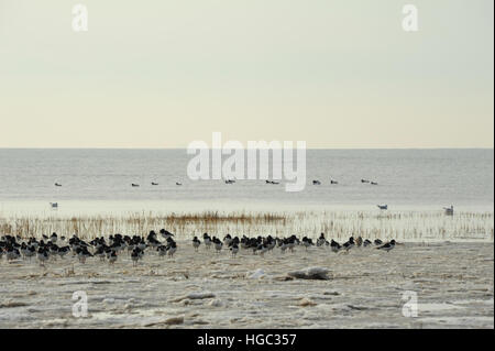 Blau-grauen Himmel Blick Oyster Catcher stehend Meer Eis Rand von ruhigem Meerwasser, Salzwiesen zwischen Fairhaven und St Annes, Lancashire Stockfoto