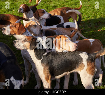 Hounds of Ludlow Jagd am Boxing Day treffen Ludlow Shropshire West Midlands England UK Stockfoto