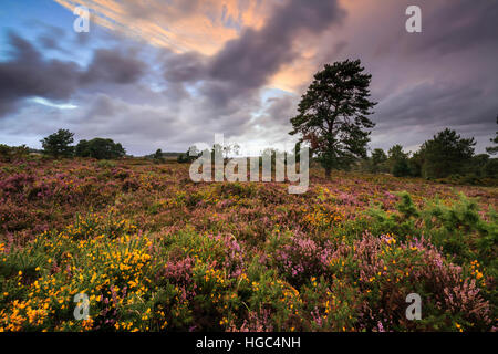 Ein Baum bei Sonnenuntergang am Woodbury Common in der Nähe von Exmouth in South East Devon erfasst. Stockfoto