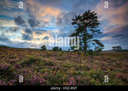 Ein Baum im Woodbury Common in der Nähe von Exmouth in South East Devon. Stockfoto