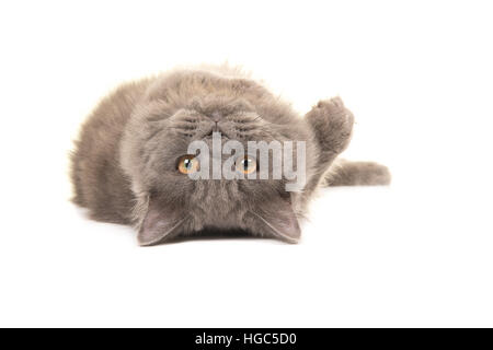 Grau Britisch Langhaar Katze auf dem Kopf spielen, einen Überschlag auf einem weißen Hintergrund isoliert liegend Stockfoto