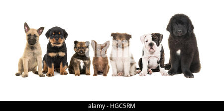 Gruppe von verschiedenen Welpen Zeven auf weißem Hintergrund Stockfoto