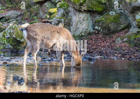 Hirsche und die berühmte und historische TodaiJi in Nara Park Nara, Japan Stockfoto