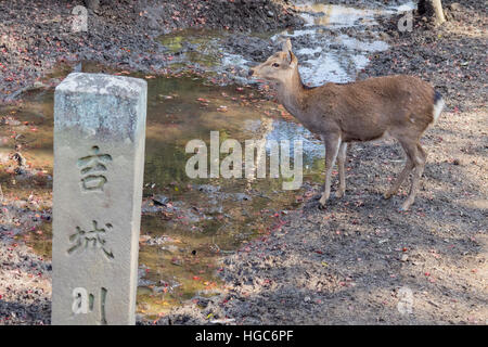 Hirsche und die berühmte und historische TodaiJi in Nara Park Nara, Japan Stockfoto