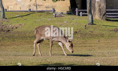 Hirsche und die berühmte und historische TodaiJi in Nara Park Nara, Japan Stockfoto