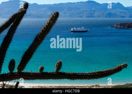 Safari Endeavour Kreuzfahrt von Isla San Francisco, Sea of Cortez, Baja California Sur, Mexiko. Stockfoto