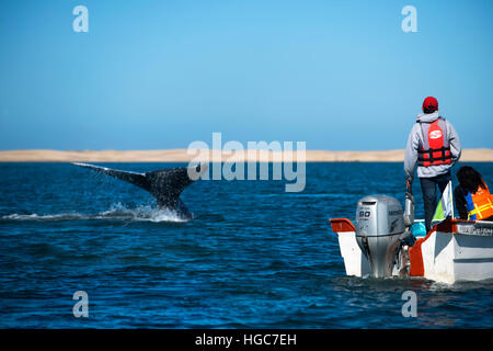 Sichtungen von Grauwale Kalben & Zucht Lebensraum, Bahia Magdalena in Sea of Cortez, Baja California Sur, Mexiko. Stockfoto