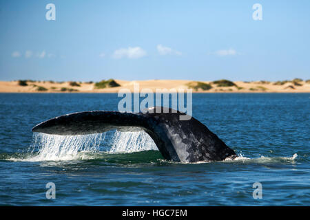 Sichtungen von Grauwale Kalben & Zucht Lebensraum, Bahia Magdalena in Sea of Cortez, Baja California Sur, Mexiko. Stockfoto