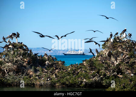 Fregattvögel Kolonie am Strand von Isla Espíritu Santo Insel, Meer von Cortez, Baja California, Mexiko. Stockfoto