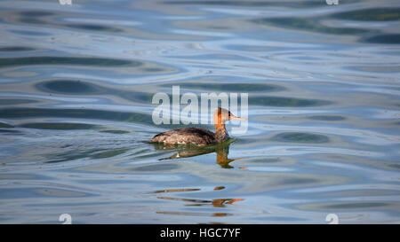 Ein Rot-breasted Prototyp im grünen Wasser schwimmen Stockfoto