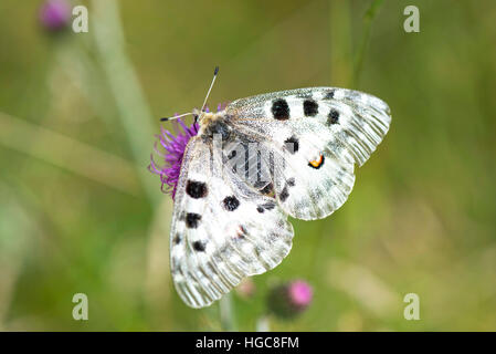 Schmetterling (schon Apollo Linnaeus) auf Flower lila Distel Stockfoto