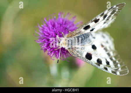 Schmetterling (schon Apollo Linnaeus) auf Flower lila Distel Stockfoto