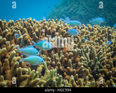 Kleine blaue Fische schwimmen in Korallen am Great Barrier Reef Stockfoto