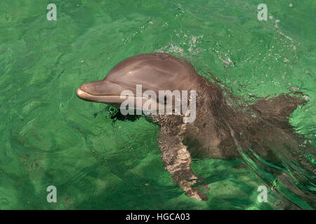 Tümmler Delfin Tursiops truncatus Bay Islands Honduras in der Karibik Stockfoto