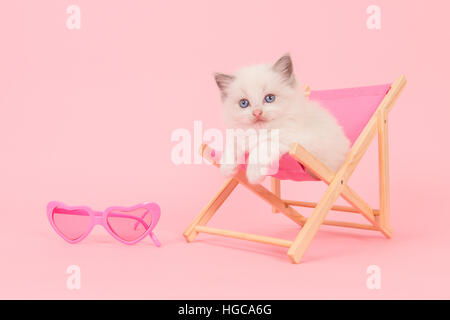 Süße Ragdoll Baby Katze im rosa Strandkorb mit rosa Sonnenbrille auf einem rosa Hintergrund Stockfoto