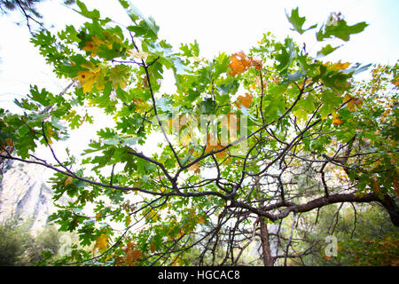 Mammutbaum (Redwood) Bäume in Sequoia und Kings-Nationalpark, Kalifornien, USA Stockfoto