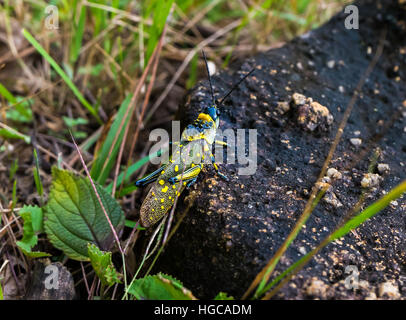 Exotische Cricket auf einem Stein sitzend. Foto im Hochland in der Nähe von Dalat, Vietnam. Stockfoto