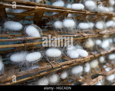 Seidenraupenkokons auf einem Holzrahmen. In einer seidenfabrik in der Nähe von Dalat, Vietnam. Stockfoto