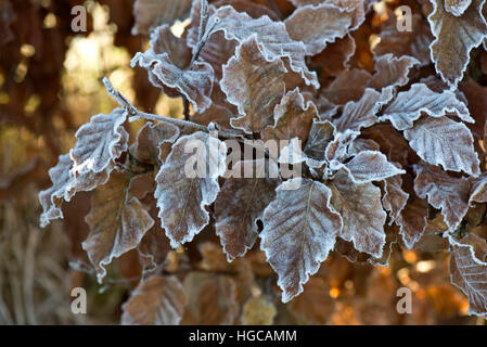 Harten Frost auf golden braun Buche lässt sich an einem kalten Wintermorgen im Dezember Stockfoto