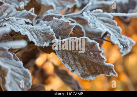 Harten Frost auf golden braun Buche lässt sich an einem kalten Wintermorgen im Dezember Stockfoto