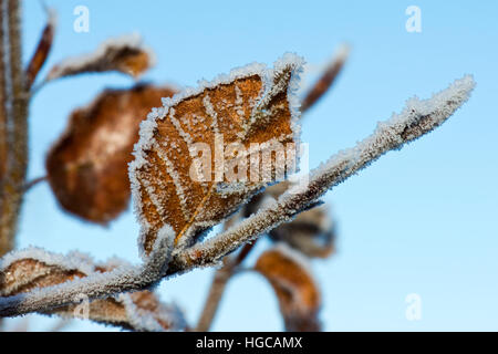 Harten Frost auf golden braun Buche lässt vor einem blauen Himmel an einem kalten Wintermorgen im Dezember Stockfoto