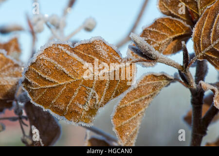 Harten Frost auf golden braun Buche lässt sich an einem kalten Wintermorgen im Dezember Stockfoto