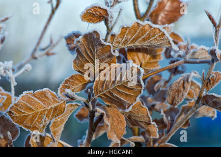 Harten Frost auf golden braun Buche lässt sich an einem kalten Wintermorgen im Dezember Stockfoto