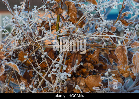 Harten Frost auf golden braun Buche Blätter und Hackmesser Samen an einem kalten Wintermorgen im Dezember Stockfoto
