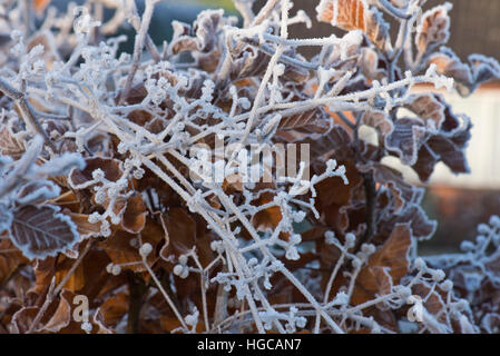 Harten Frost auf golden braun Buche Blätter und Hackmesser Samen an einem kalten Wintermorgen im Dezember Stockfoto