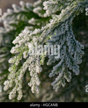 Raureif auf dem Laub ein Lawson Zypresse an einem kalten Wintermorgen im Dezember Stockfoto
