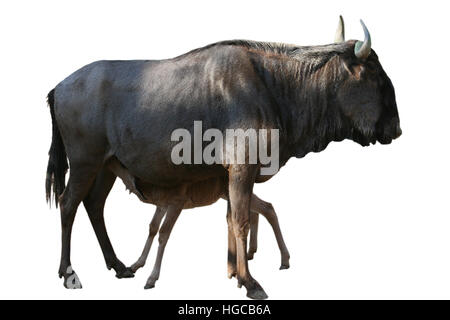 Gnus (Connochaetes Taurinus) Baby füttern Stockfoto