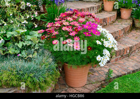 Anzeige von Cosmos Bipinnatus und Honorine Jobert Sensation Serie in ein Gefäß mit einem terrassenförmig angelegten Garten Stockfoto