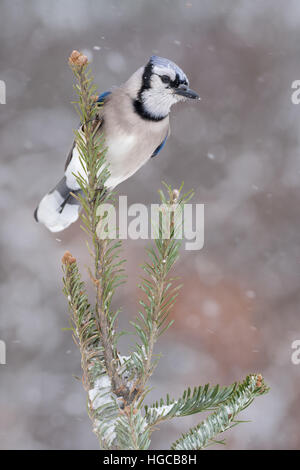 Blue Jay im Schneesturm. Stockfoto