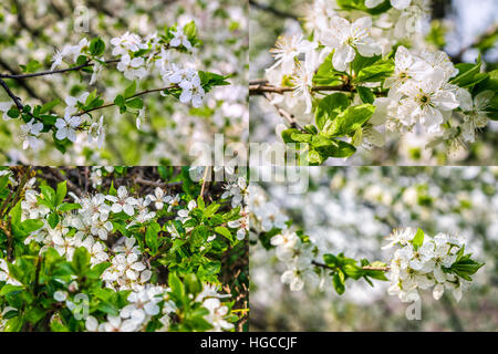 Set von Bildern mit Zweig mit weißen Blüten des Apfelbaums auf einem unscharfen Hintergrund aus grünen Blättern Stockfoto