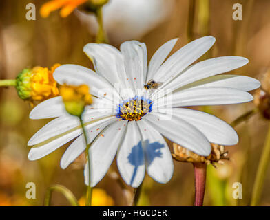 Dimorphotheca Pluvialis Gänseblümchen mit einer Fliege lang genutet Stockfoto